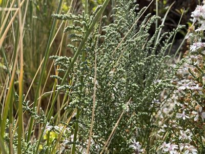 Olearia lepidophylla, photographed by Miguel de Salas