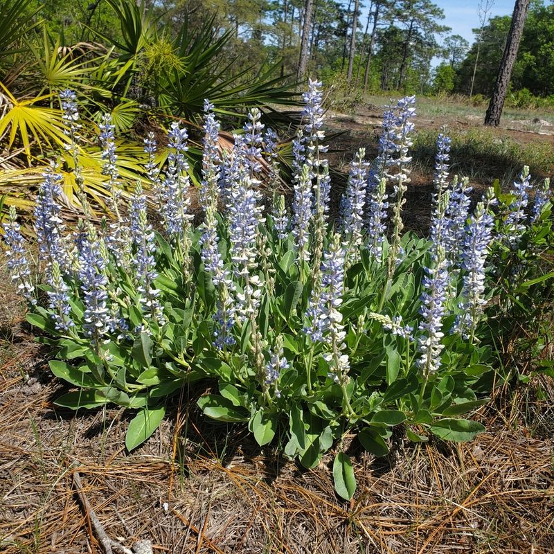 Lupinus ocalensis, photographed by Laura Gaudette