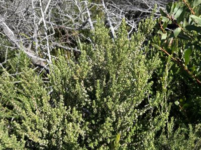 Olearia ramulosa, photographed by Miguel de Salas