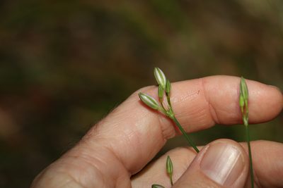 Thysanotus tuberosus, photographed by Greg Tasney