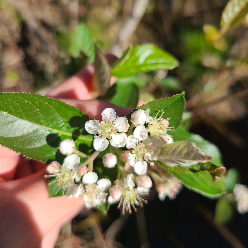 Aronia arbutifolia, photographed by Jeff Wilson