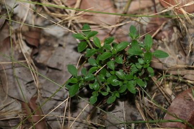 Pomax umbellata, photographed by Greg Tasney