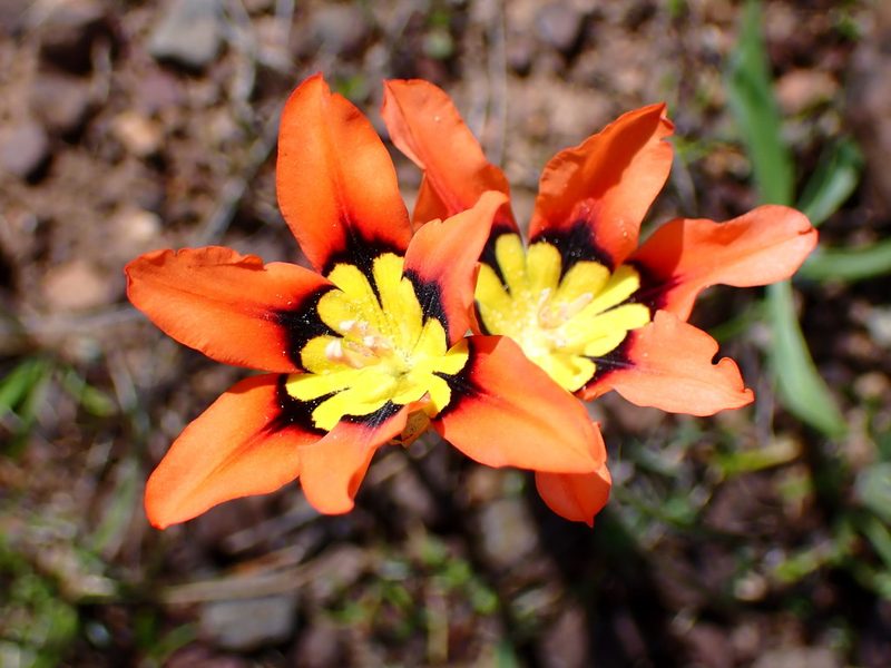 Sparaxis tricolor, photographed by Cricket Raspet