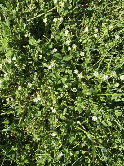 Cerastium nutans, photographed by Sandy Wolkenberg