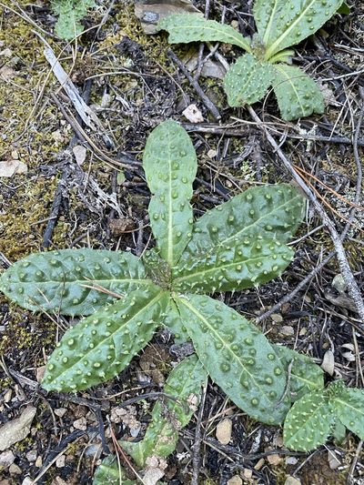 Helminthotheca spinosa, photographed by Thomas Dreux
