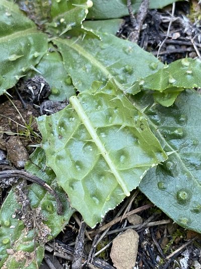 Helminthotheca spinosa, photographed by Thomas Dreux