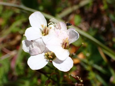 Cardamine californica, photographed by Cricket Raspet
