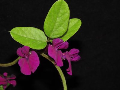 Cologania broussonetii, photographed by Manuel Roncal