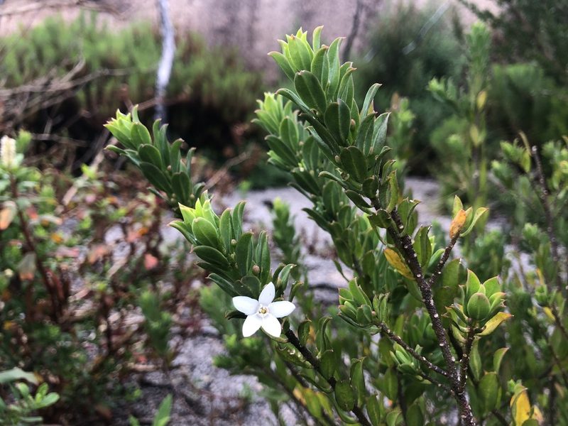 Philotheca epilosa, photographed by Samuel Frankel