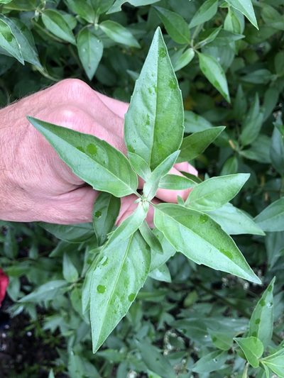 Prostanthera petraea, photographed by Samuel Frankel