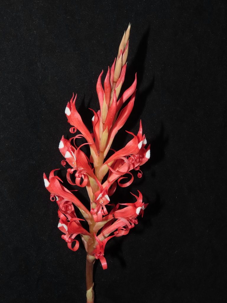 Porphyrostachys pilifera, photographed by Manuel Roncal