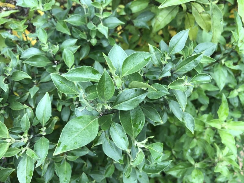 Prostanthera petraea, photographed by Samuel Frankel