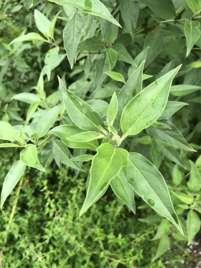 Prostanthera petraea, photographed by Samuel Frankel