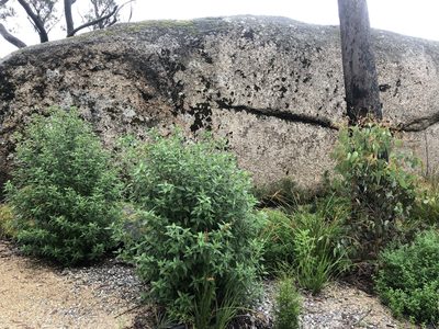 Prostanthera petraea, photographed by Samuel Frankel