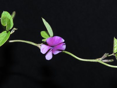 Cologania broussonetii, photographed by Manuel Roncal