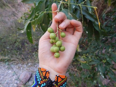 Sapindus saponaria, photographed by Norma Piedra