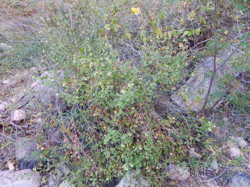 Pleurocoronis laphamioides, photographed by Norma Piedra