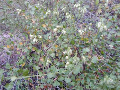 Pleurocoronis laphamioides, photographed by Norma Piedra