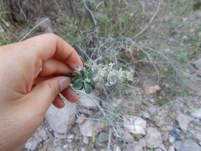 Condea emoryi, photographed by Norma Piedra