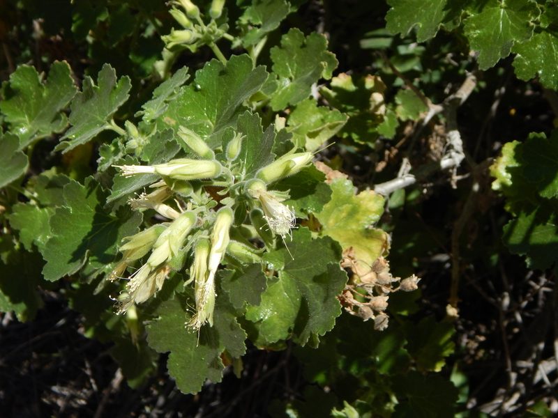 Eucnide cordata, photographed by Norma Piedra