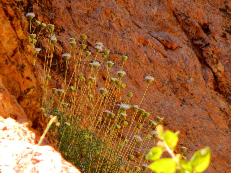 Hofmeisteria crassifolia, photographed by Norma Piedra