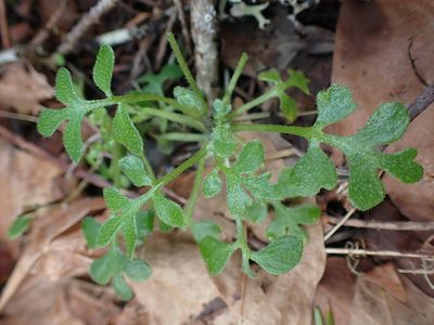 Nemophila parviflora, photographed by Shane Johnson