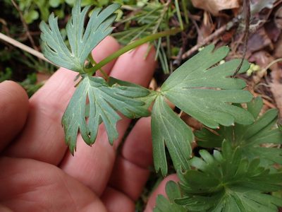 Delphinium menziesii, photographed by Shane Johnson