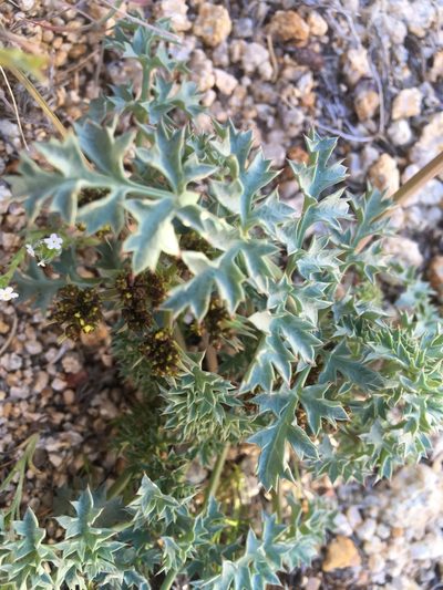 Lomatium rigidum, photographed by Steve Matson