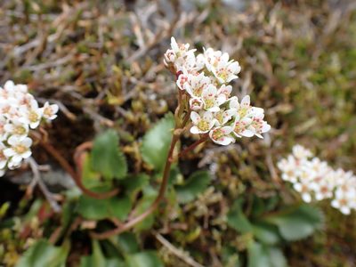 Micranthes rufidula, photographed by Shane Johnson