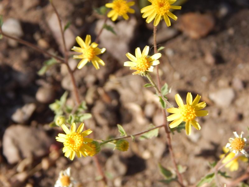 Perityle californica, photographed by Norma Piedra