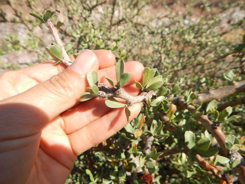 Jatropha cuneata, photographed by Norma Piedra