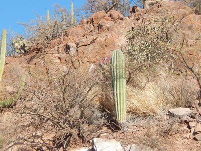 Pachycereus pringlei, photographed by Norma Piedra