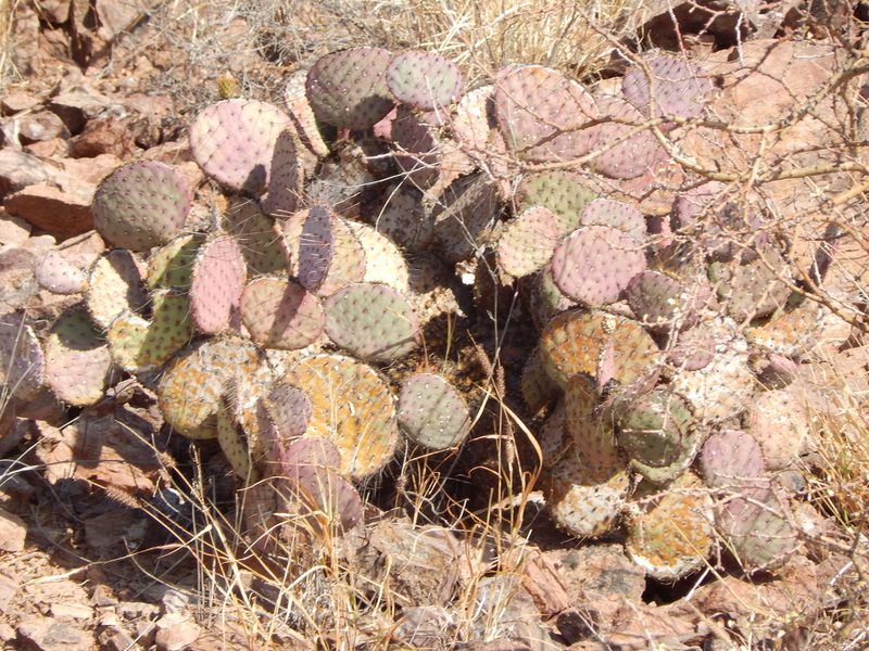 Opuntia gosseliniana, photographed by Norma Piedra