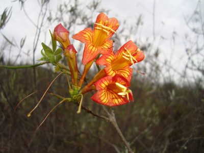 Tecoma rosifolia, photographed by Manuel Roncal