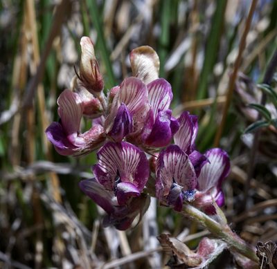 Astragalus humistratus, photographed by Andrew Tree