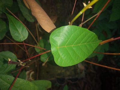 Macaranga hullettii, photographed by Samuel Lee