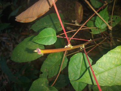 Macaranga hullettii, photographed by Samuel Lee