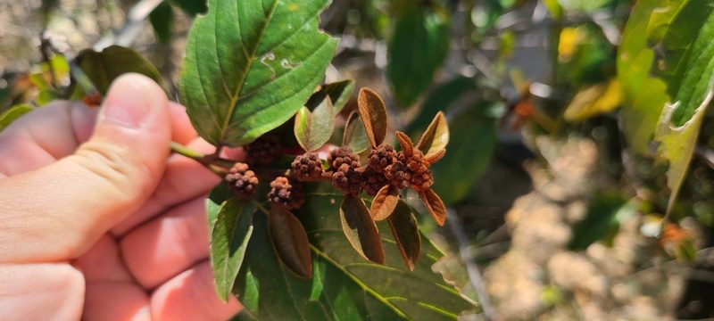 Colubrina arborescens, photographed by ritirene