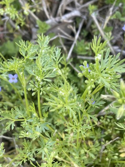 Ammoselinum butleri, photographed by rashcollector