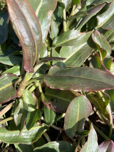 Rumex salicifolius, photographed by Leaping Woman