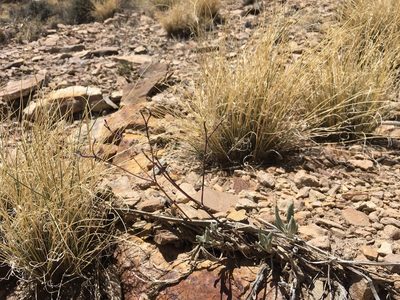 Eriogonum lonchophyllum, photographed by Cecelia Alexander