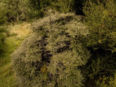 Coprosma dumosa, photographed by Cara-Lisa Schloots