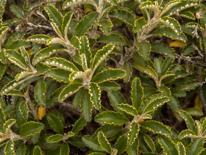 Brachyglottis monroi, photographed by Cara-Lisa Schloots