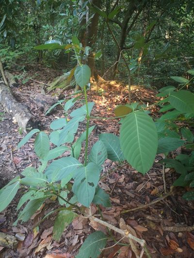 Uncaria longiflora, photographed by Samuel Lee