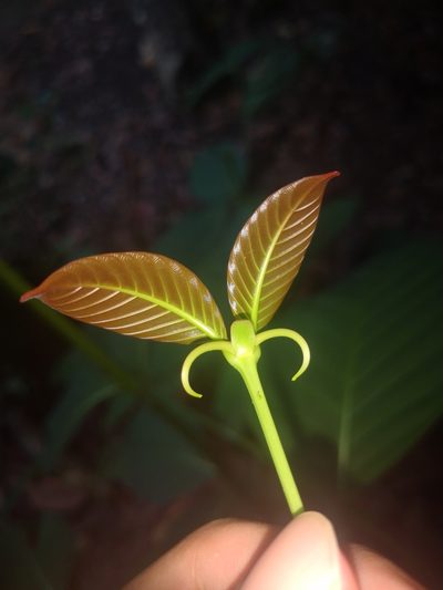 Uncaria longiflora, photographed by Samuel Lee