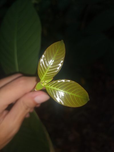Uncaria longiflora, photographed by Samuel Lee
