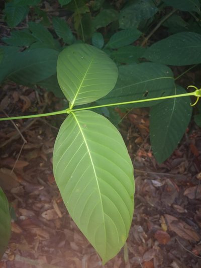 Uncaria longiflora, photographed by Samuel Lee