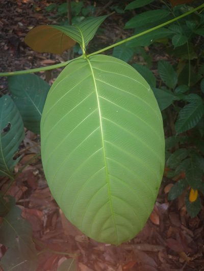 Uncaria longiflora, photographed by Samuel Lee
