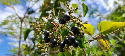 Jasminum fluminense, photographed by ritirene