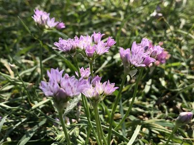 Allium drummondii, photographed by Sophia K